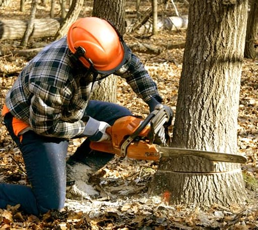 Tree Removal in Shelley, ID